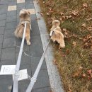 Sara pet (사라펫) | 2025메가주일산 킨텍스 케이켓페어 일산 박람회 후기