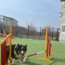 큐독 | [방문후기] 큐독CUEDOG / 광주 반려견 유치원 / 광주 어질리티클럽 후기 / 큐라운드 / 강아지 운동 함께...