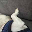 [10월 4주 차 주간 일기] 뽀삐뽀삐뽀삐뽀!