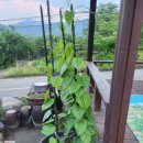 콩마을민박 이미지