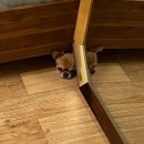 대경연합동물영상센터 이미지