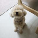 애견 영양제, 매일 리토에게 챙겨주는 강아지 심장영양제