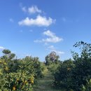 제주도여행 1박2일 가족여행 욕심쟁이들의 빡빡한 일정#3해미실농수산(귤체험) / 복돼지식당