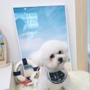 코코바리 이미지