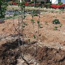 아로니아민박 이미지