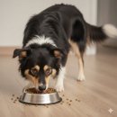 대주마트 | [내돈내산] 가성비와 영양 다 잡은 강아지 사료 추천! 대주펫푸드 올리브 밸런스 6kg 후기