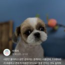 몽셀펫살롱 이미지