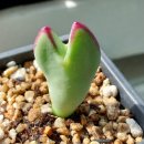 프루트 이미지