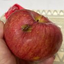 장성군농협조합공동사업법인 | 가정용사과로 최고! 문경 고당도 부사 못난이사과, 자연재해를 이겨낸 특별한 달콤함