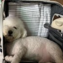 가평한옥애견펜션 이미지