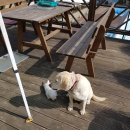 영광흑염소농장 이미지