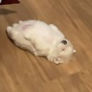 전주행