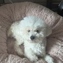 굿독 애견미용클럽 | 서면애견미용 전포동 애견 스파 추천 미스터독 스파 도그룸 푸들 후기 (가격, 주차 등)