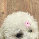 명랑한도그 이미지