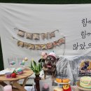 아리댕댕애견카페 이미지