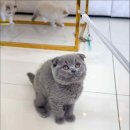 캣스토리 이미지