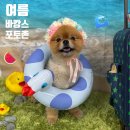 오마이멍멍 이미지