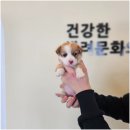 라이프독 강릉점 24시 강아지분양 고양이분양 이미지