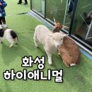 하이애니멀샵 | 경기도 화성 하이애니멀 아이랑 동물카페 먹이주기 실내체험 내돈내산 후기