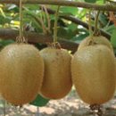 백이산 농장 이미지