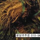 양동약초 이미지