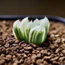 대옥농장 이미지