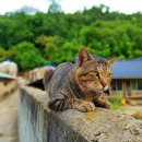 [1급과정] 반려동물관리사 1급 이미지