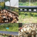 바람골농장 이미지