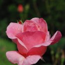RoseDay 이미지