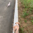 매일행복하개 이미지