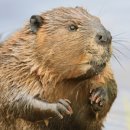 비버어린이집 이미지