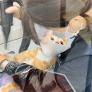 고양이 미용& 호텔 우연히, 캣 네이버블로그