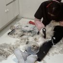 꽃냥이네 | 쥬쥬와 푸르니 단골 미용실은 꽃냥이에요.