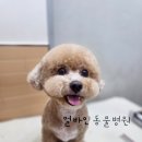 얼바인동물병원 이미지