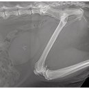 24시 라인동물의료센터 이미지