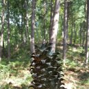 송진농장 이미지