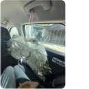 대구 부케 추천 브라이트비드 갈란드부케 본식 서브인데 예뻐 난리난 후기 (신부대기실 반응 폭발)