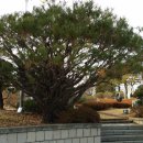 소나무회관 이미지