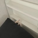 네일로코