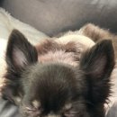 닥터펫 플러스 동물병원 이미지