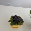 화분 이미지