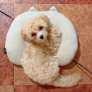 댕댕이지 이미지