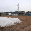 양문5일장 이미지