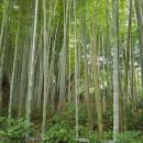 대나무집 민박 이미지