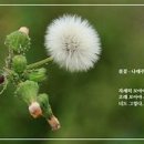 2. 대가일성(大家一聲)의 시편들 이미지