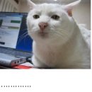 응 이미지