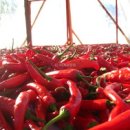 전북고추 이미지