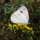 대만 흰나비 이미지