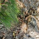 쫀득하니 맛있는 영양간식 도토리팥 시루떡 이미지