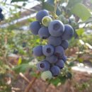 박광순농장 이미지